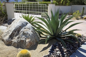 Plants native to the Southwest - Artificial Grass Recyclers