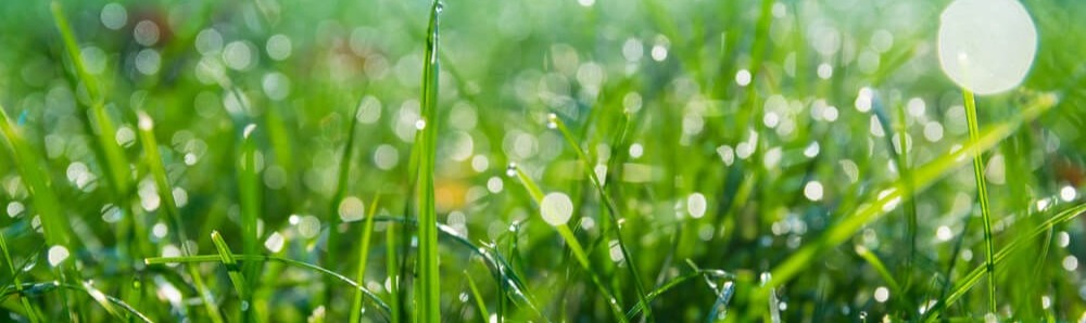 A lawn's average annual water usage can be quite high depending on the region