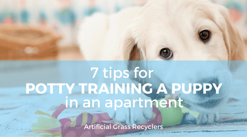 7 Tips for Potty Training A Puppy In An Apartment